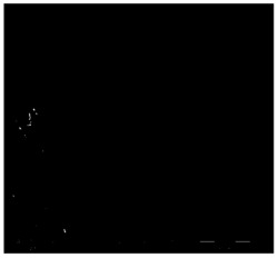 AOB-AnAOB颗粒污泥及其制备方法和利用其自养脱氮处理废水的方法
