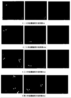 一种分泌能力强的育珠蚌新品系的生产方法