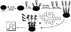 一种用于microRNA检测的光电化学生物传感器的制备方法