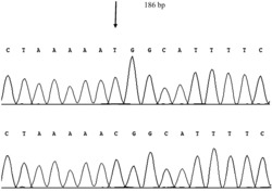 溆浦鹅肥肝脂肪沉积A-FABP基因及遗传标记的方法