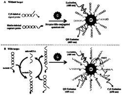一种基于无酶催化自组装的单个量子点荧光纳米传感器及其制备方法和应用