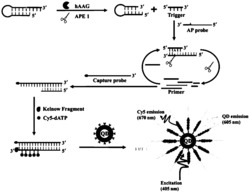 基于单量子点的纳米传感器检测人烷基糖基化酶的方法