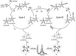 一种基于纳米金聚集的卡那霉素均相生物传感方法及其应用