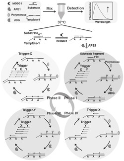 一步法荧光检测体系及DNA糖基化酶活性的检测方法和应用