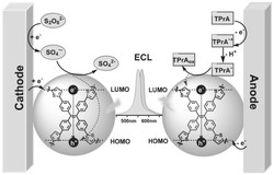 基于噻吩四苯乙烯基共轭微孔聚合物双极聚集诱导的电化学发光传感器及其制备方法和应用